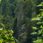 Forêt de montagne au Col de la Schlucht