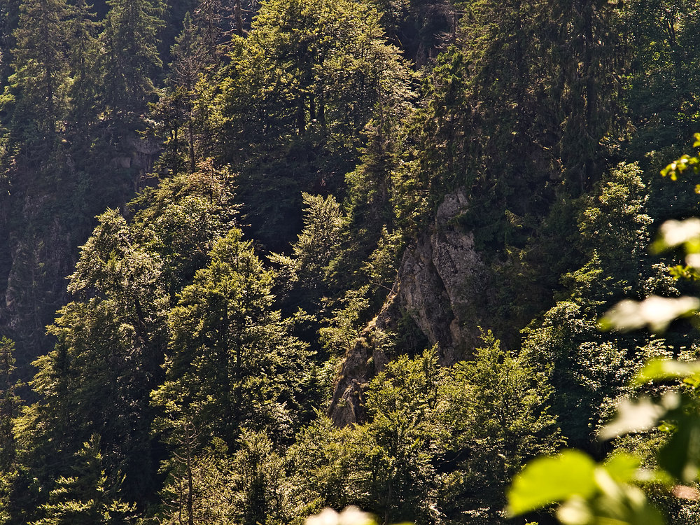 Forêt de montagne au Col de la Schlucht II