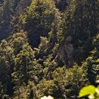 Forêt de montagne au Col de la Schlucht II