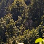 Forêt de montagne au Col de la Schlucht II