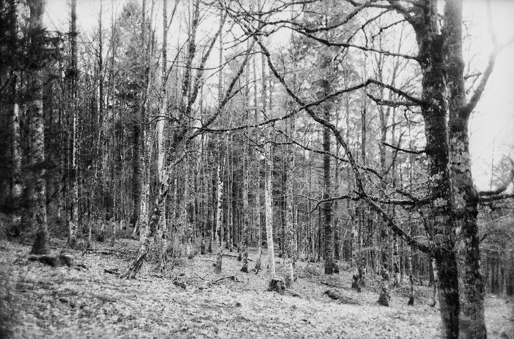 Forêt de Montagne en Cidre