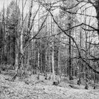 Forêt de Montagne en Cidre