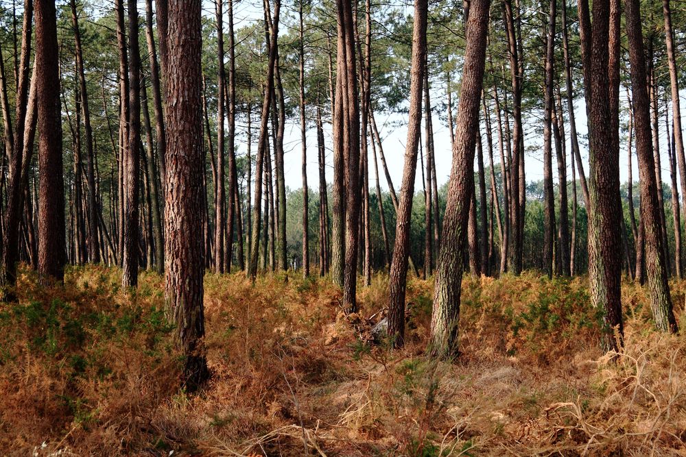 Forêt de pin