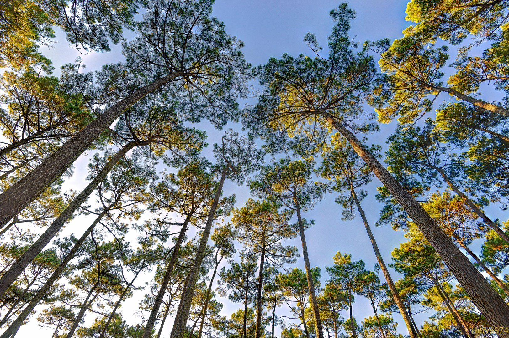 Forêt de pins Landais