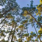 Forêt de pins Landais