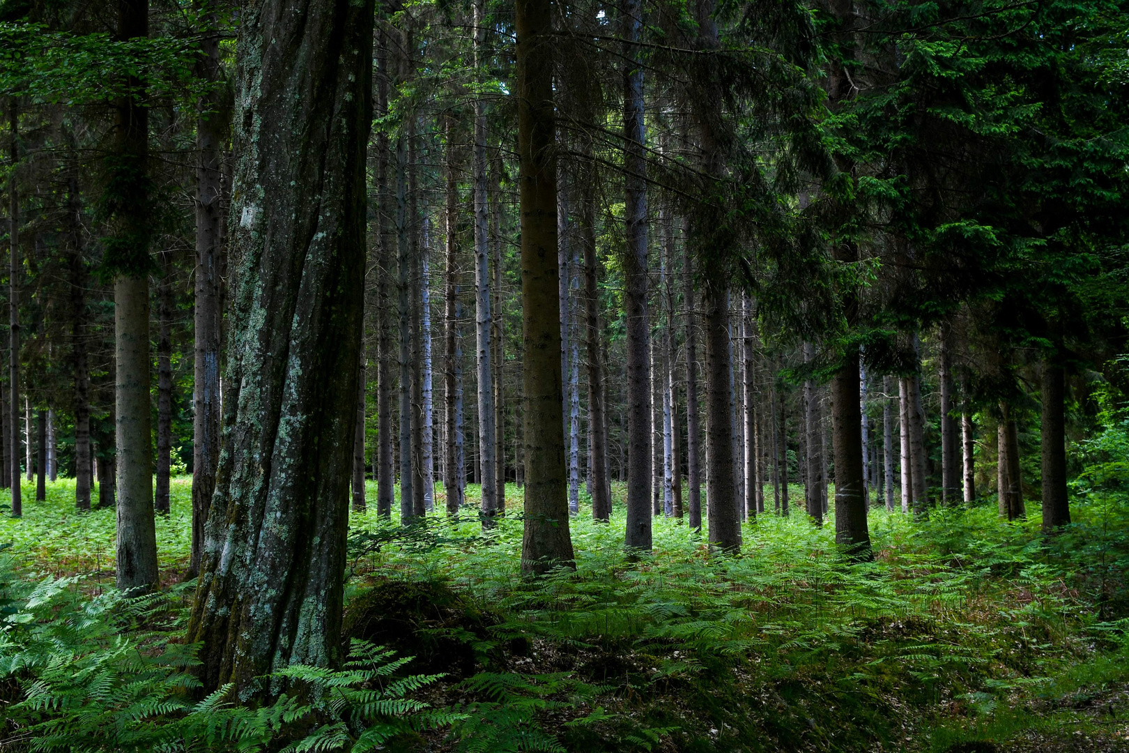 Forêt de Rambouillet 