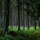 Forêt de Rambouillet 