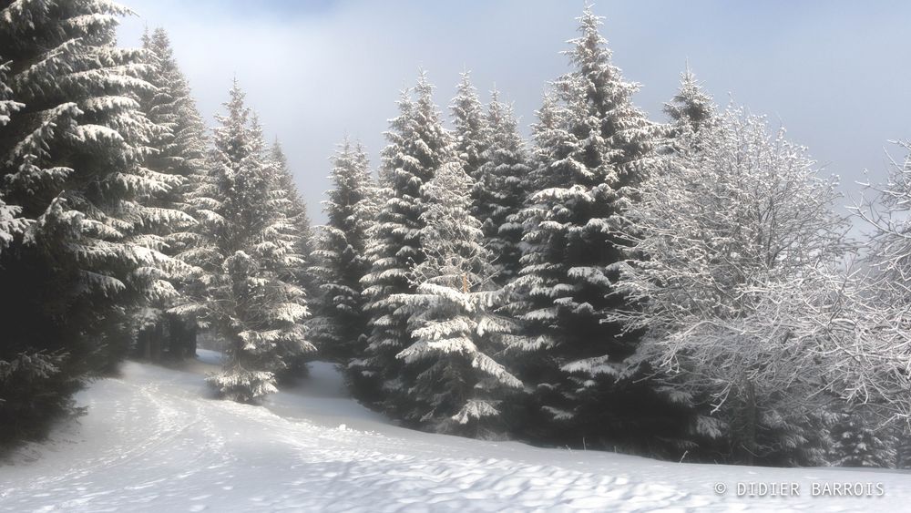 Forêt de sapin photo et image nature, montagne, paysages Images