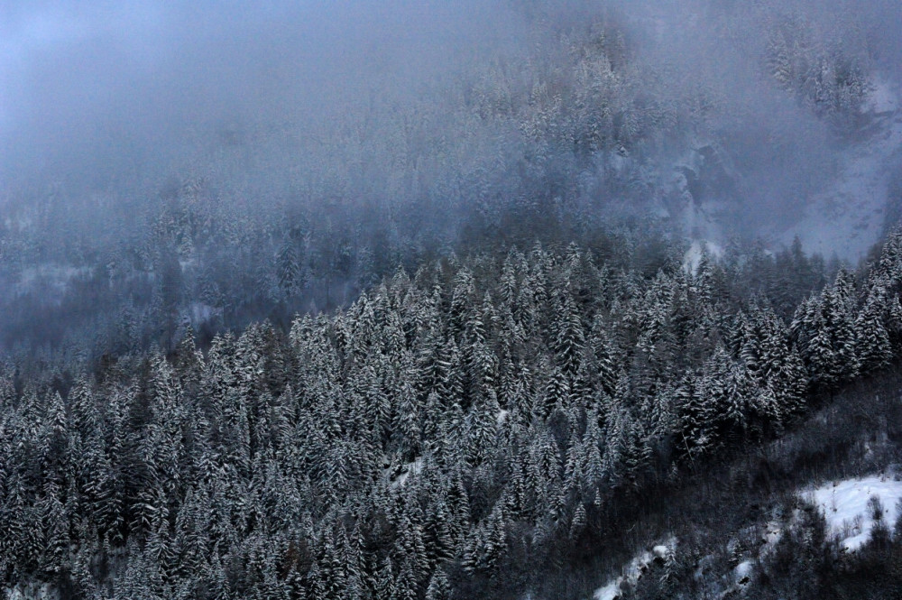 forêt de sapins