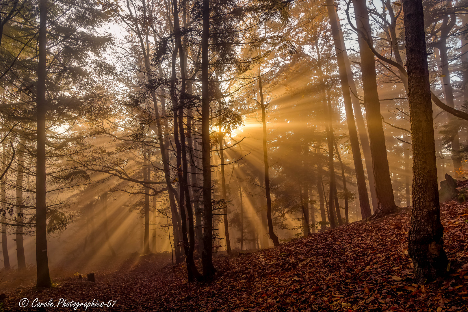 forêt de saverne 