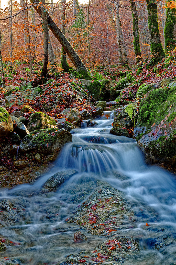 Forêt de vizzavona Corse