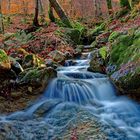 Forêt de vizzavona Corse