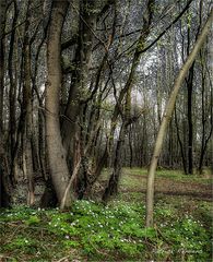 forêt des carnutes