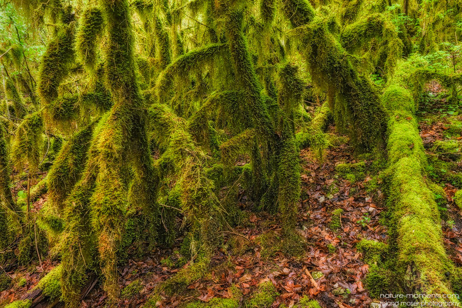 Forêt des Fees