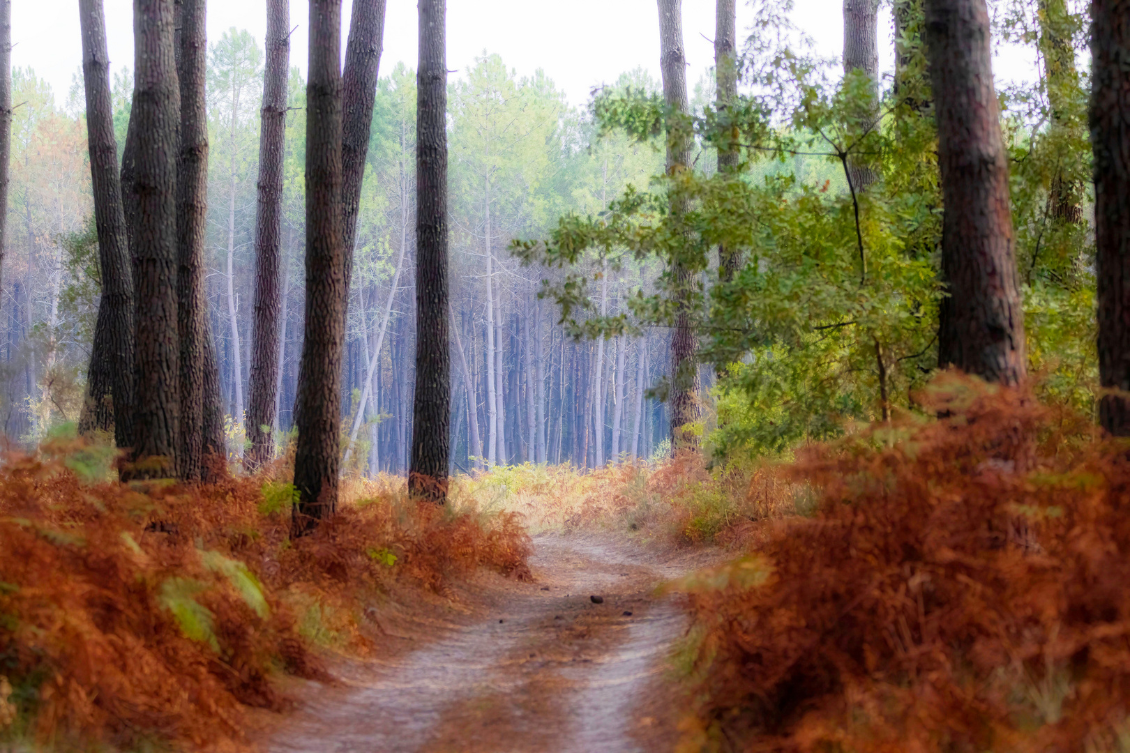 Forêt des Landes