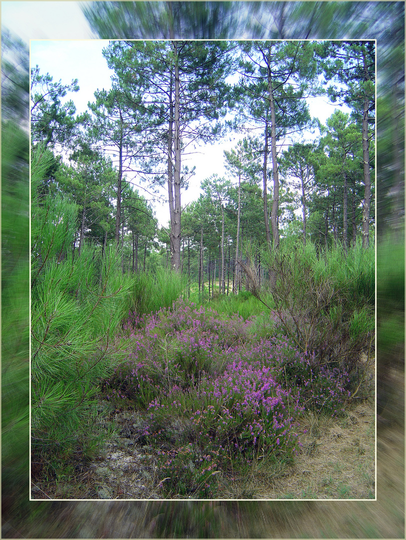 Forêt des Landes