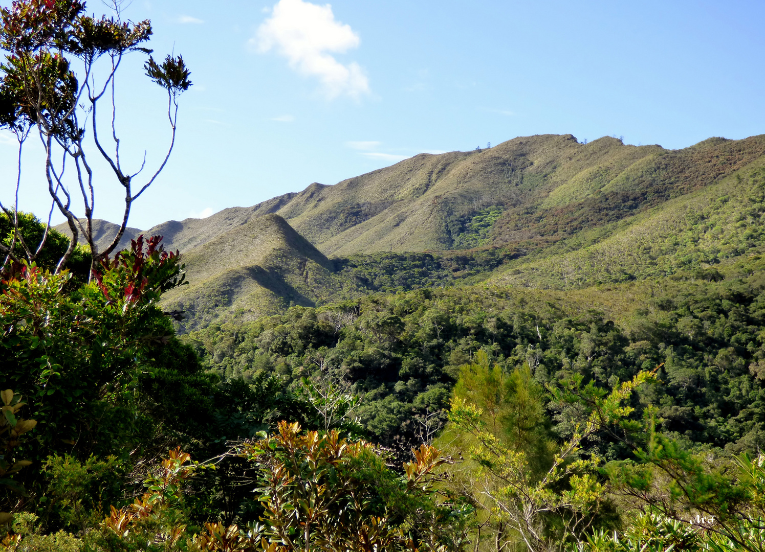 Forêt des Monts Koghis