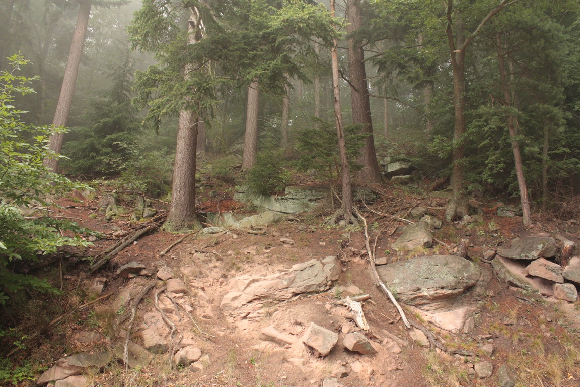 forêt des vosges