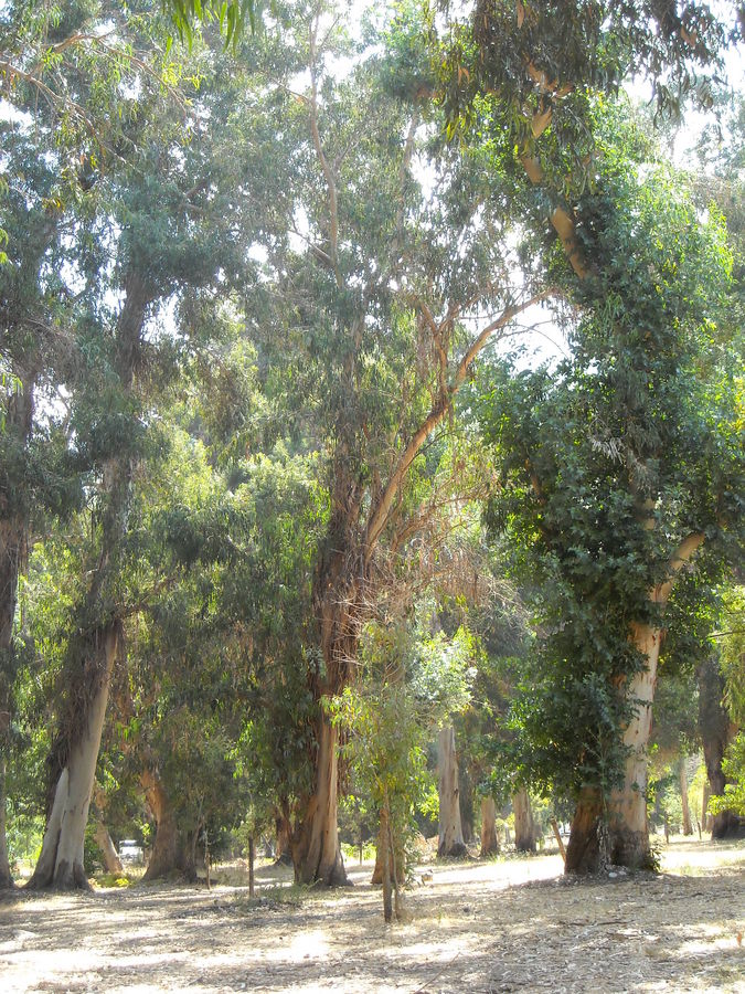 forêt d'eucalyptus