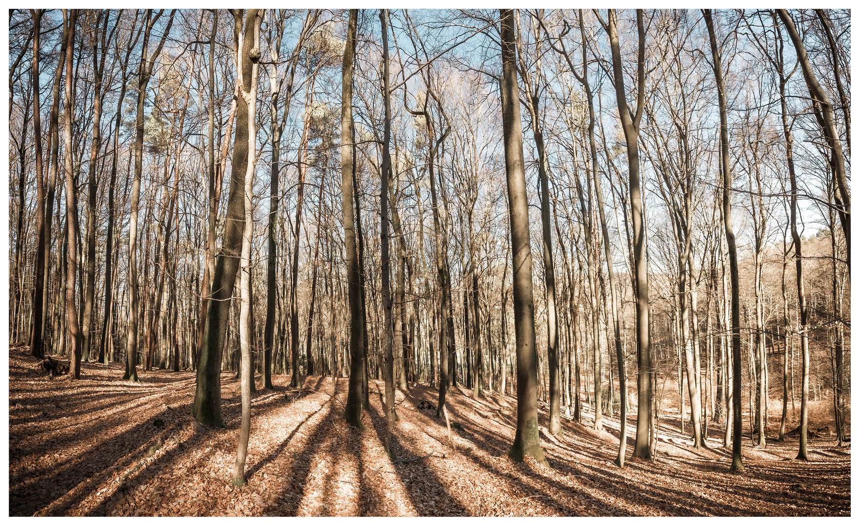 Forêt d'hiver