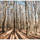 Forêt d'hiver