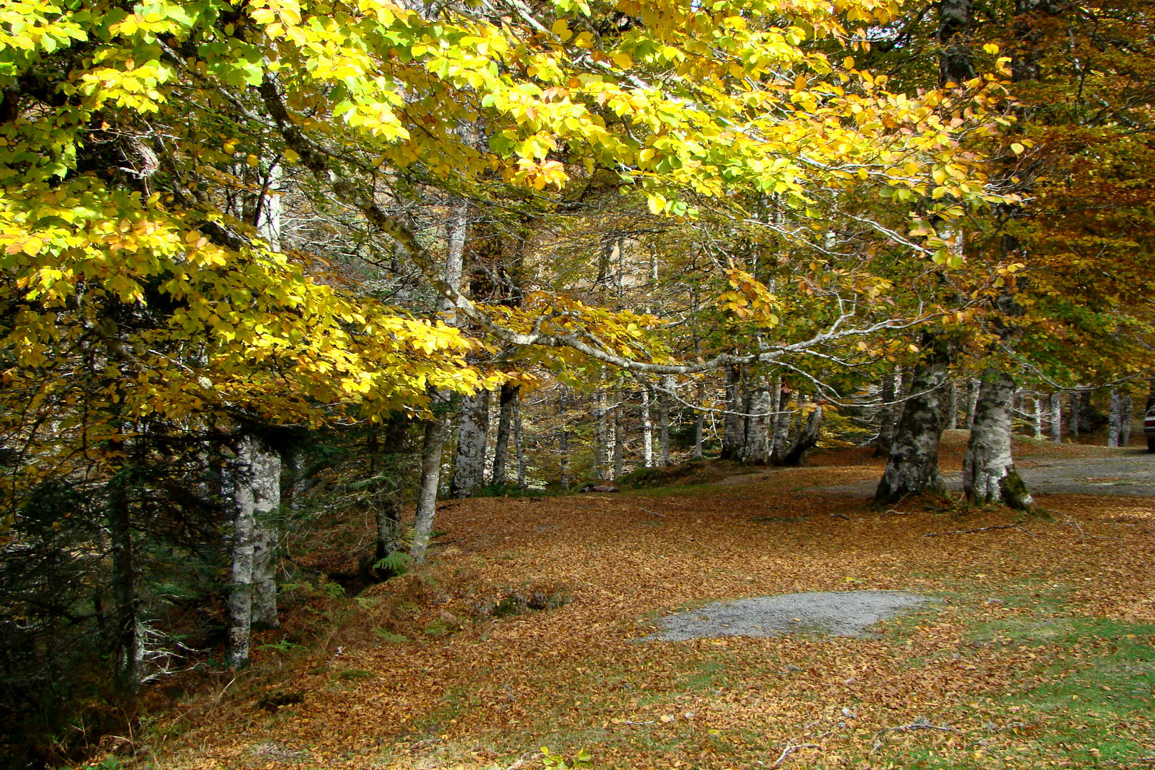 Forêt d'Iraty