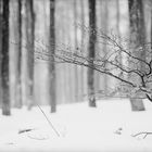 Forêt domaniale du Champ du Feu