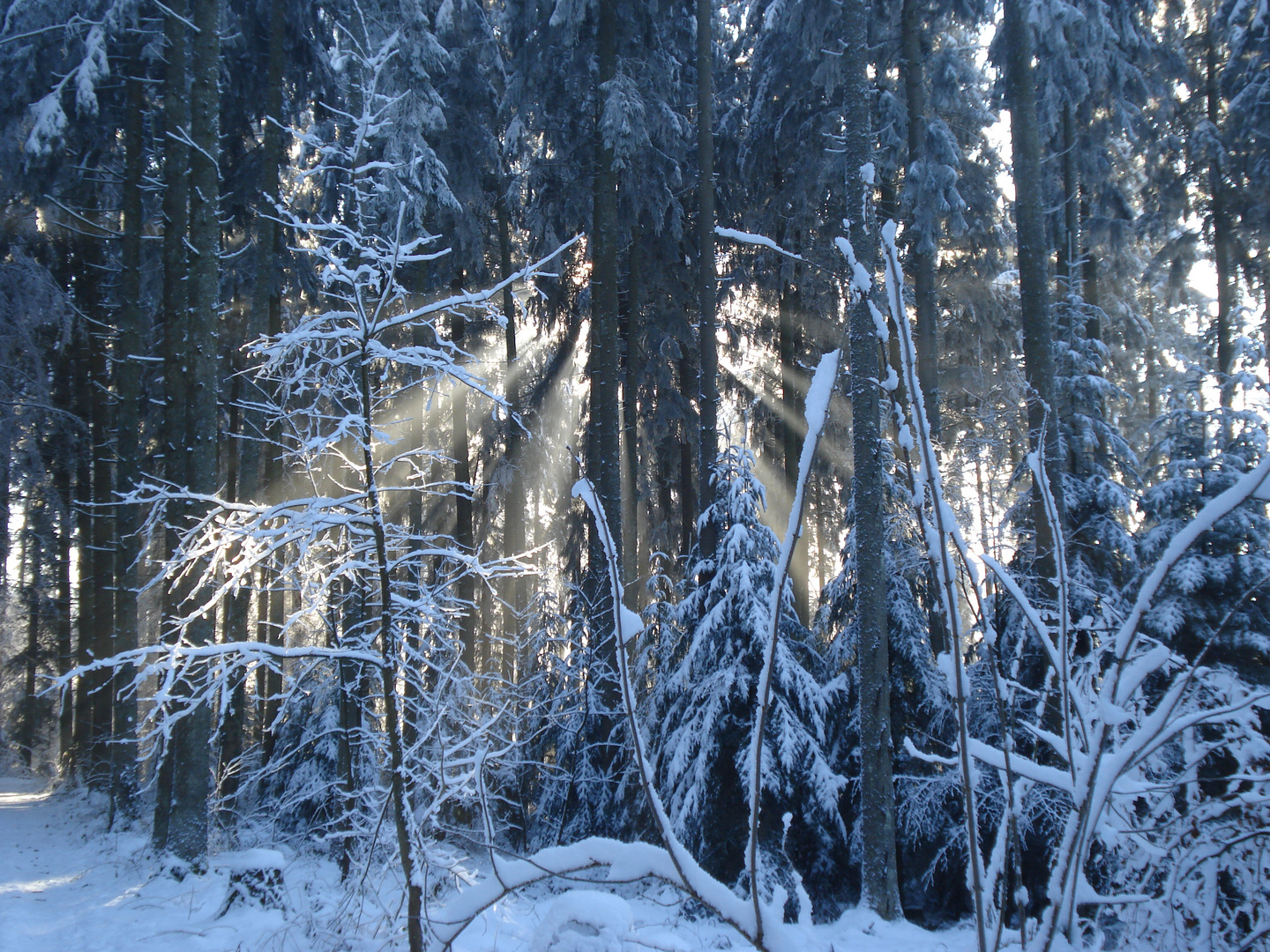 Forêt du Chalet-à-Gobet 3