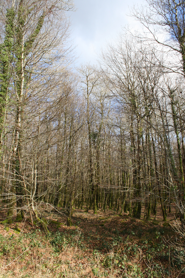 Forêt du Cranou