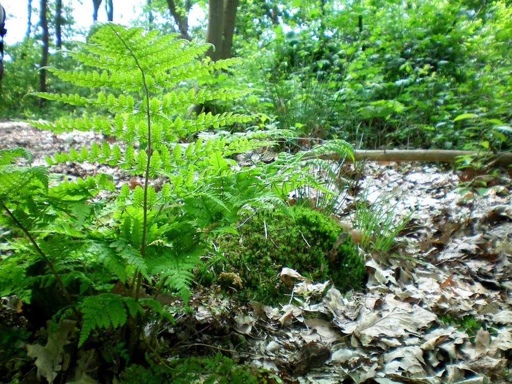 Forêt du Petit Peuple