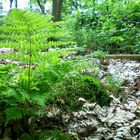 Forêt du Petit Peuple