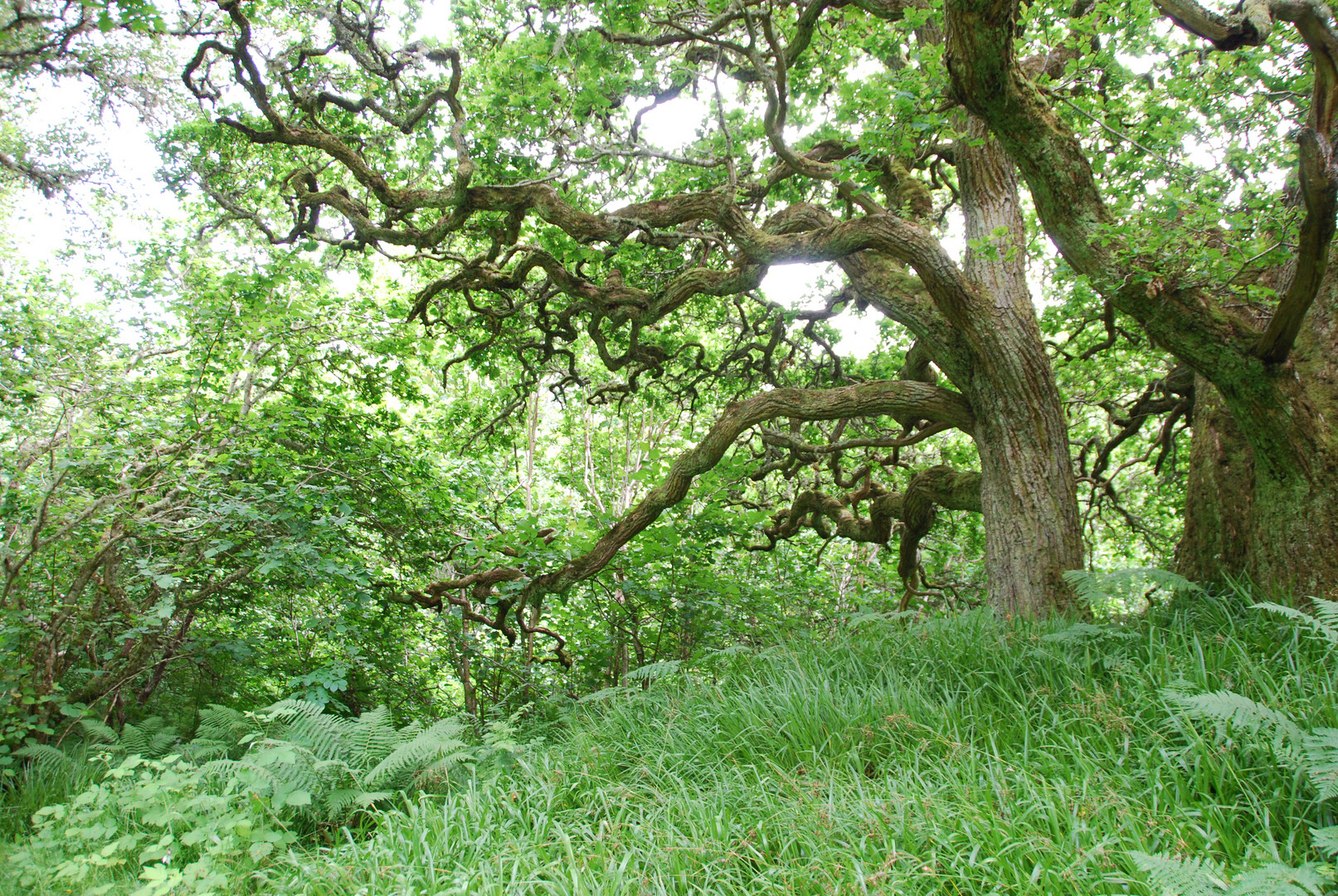 Forêt Ecosse