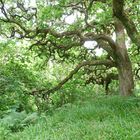 Forêt Ecosse