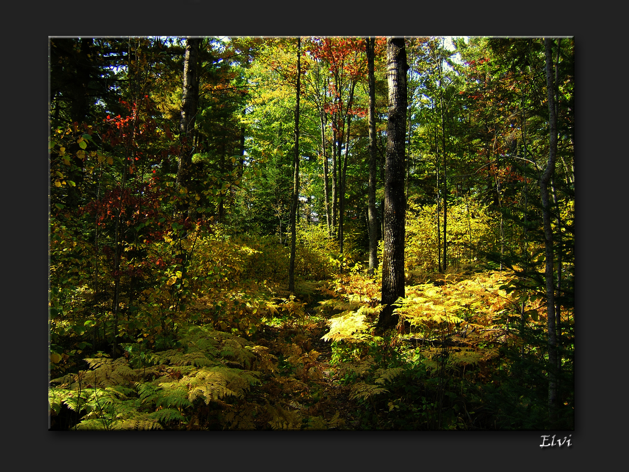 Forêt en automne