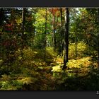 Forêt en automne