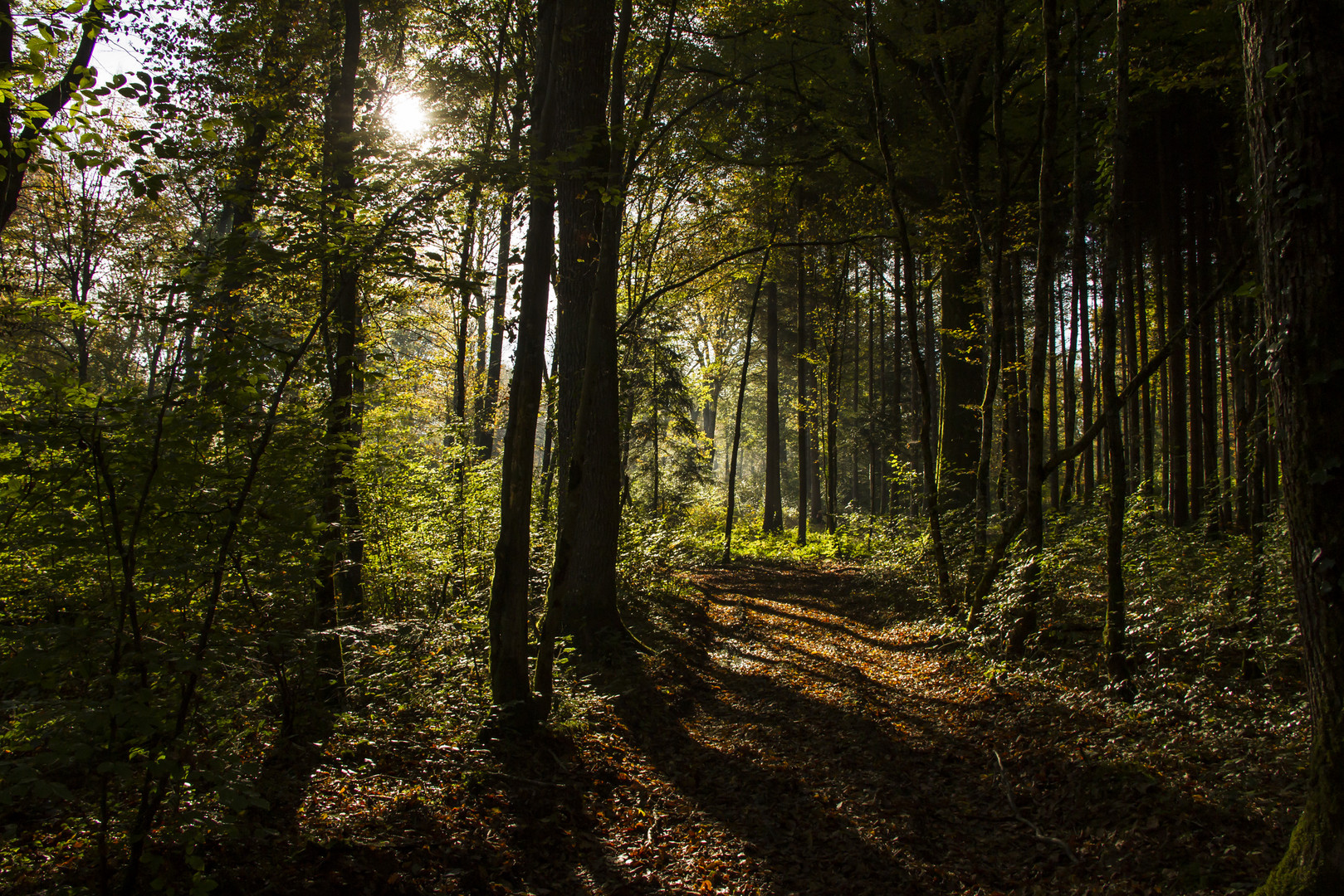 Forêt en lumière