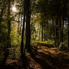 Forêt en lumière