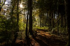 Forêt en lumière