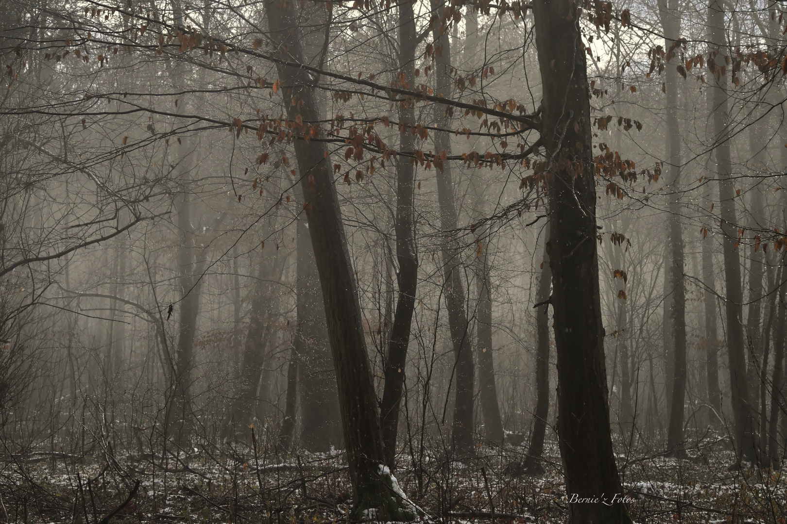 Forêt enchantée