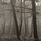 Forêt enchantée