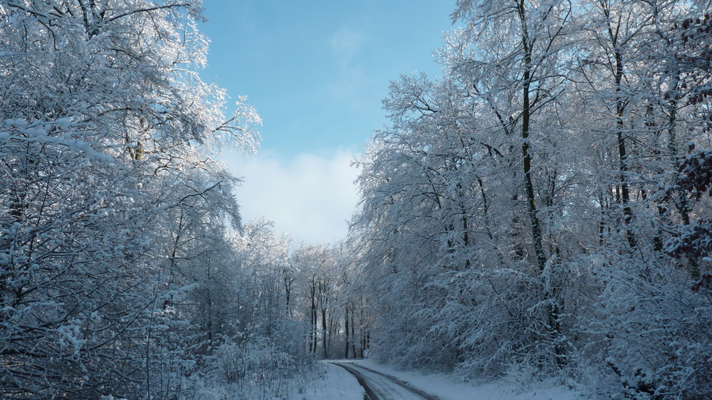 Foret Enneigee Photo Et Image Les Saisons Hiver Nature Images Fotocommunity