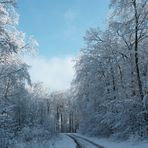 Forêt enneigée