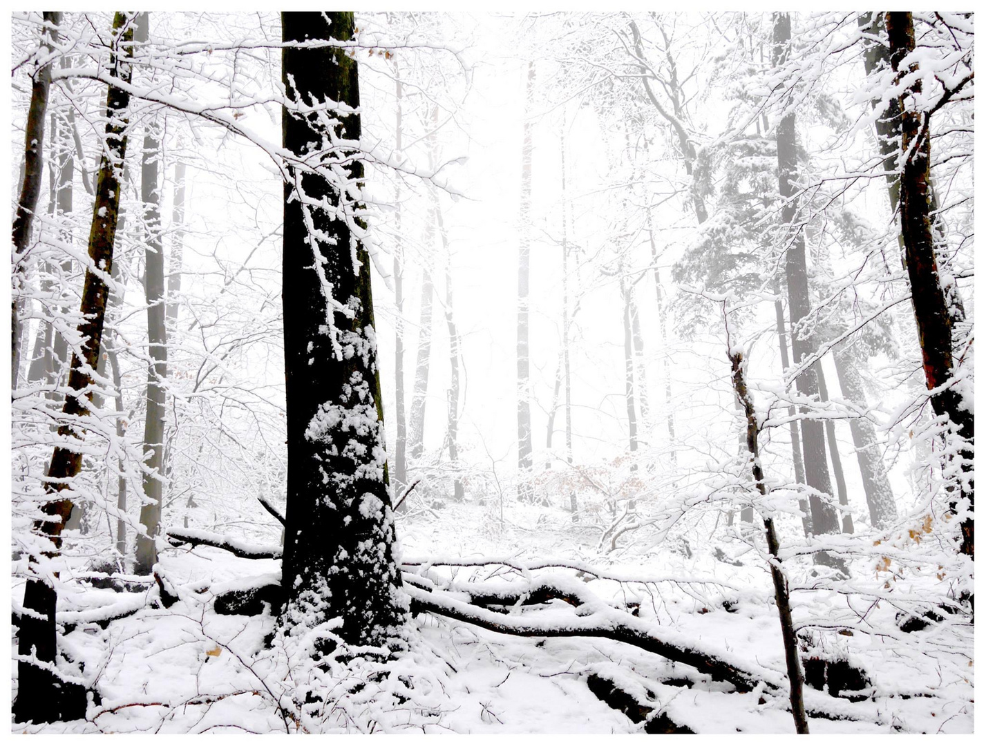 Forêt enneigée 