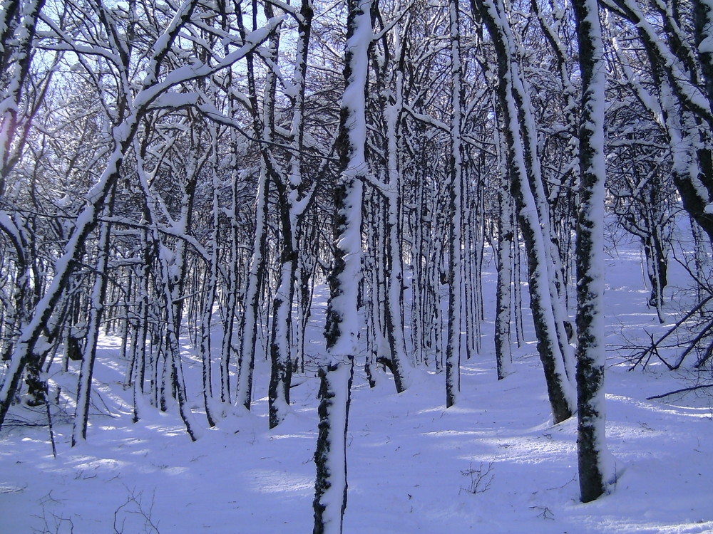 Forêt enneigée