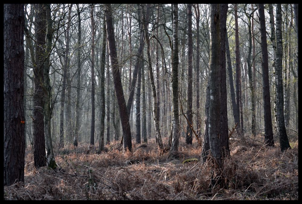 forêt étrange