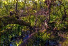 Forêt fantastique