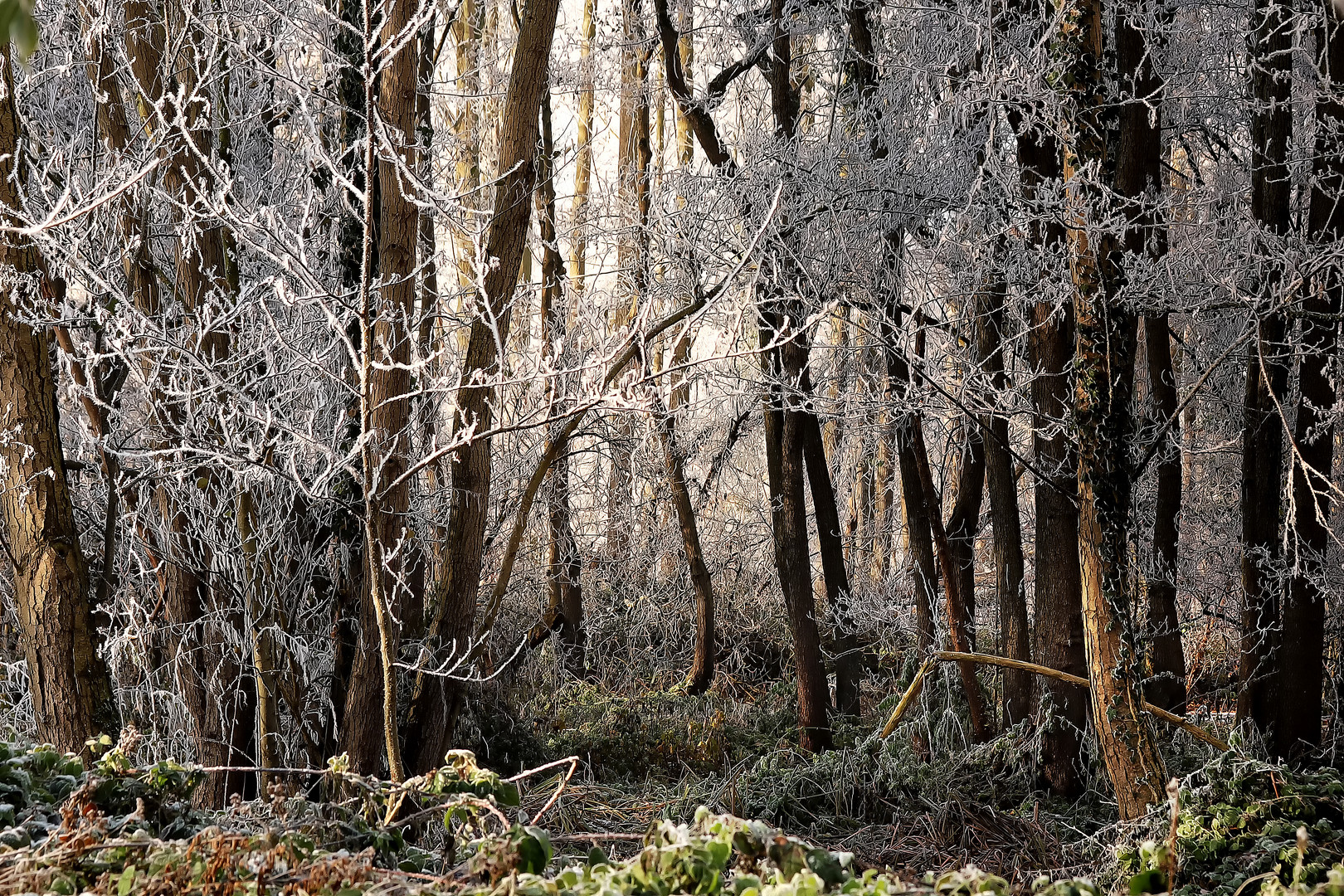 Forêt figée