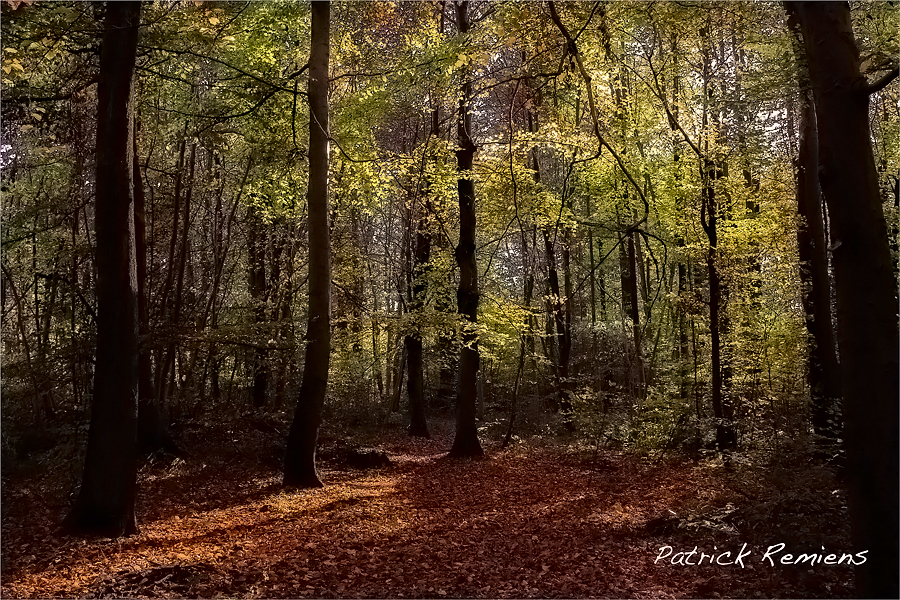 forêt flamboyante 2