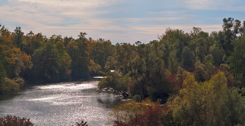 forêt fluviale en automne
