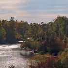 forêt fluviale en automne